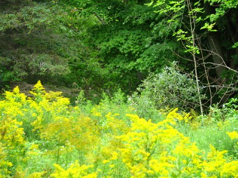 A scene from the beautiful Blue Mountains section of the Bruce Trail in Pretty River park. The photo taken by Jim Safianuk while on a hike.